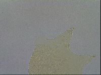Echiniscus wendti image