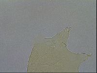 Echiniscus wendti image