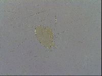Echiniscus wendti image