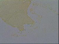 Echiniscus wendti image
