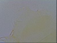 Echiniscus wendti image