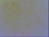 Echiniscus wendti image