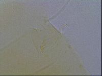 Echiniscus wendti image