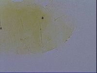 Echiniscus wendti image