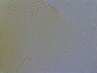 Echiniscus wendti image