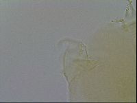 Echiniscus wendti image
