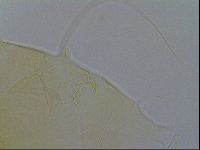 Echiniscus wendti image