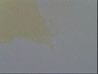Echiniscus wendti image