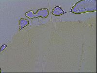 Echiniscus wendti image