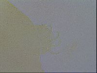 Echiniscus wendti image