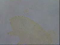 Echiniscus wendti image