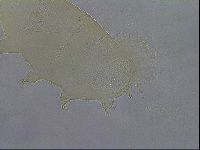 Echiniscus wendti image