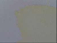 Echiniscus wendti image