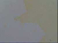 Echiniscus wendti image