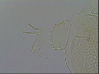 Echiniscus wendti image