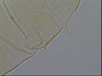 Echiniscus wendti image