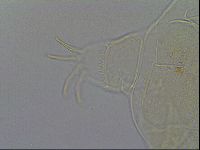 Echiniscus wendti image