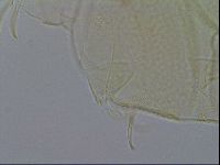 Echiniscus wendti image