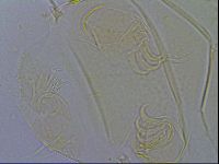 Echiniscus wendti image