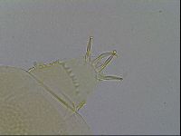 Echiniscus wendti image
