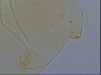 Echiniscus wendti image