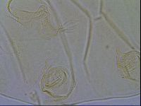 Echiniscus wendti image