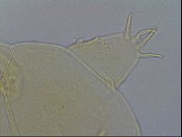Echiniscus wendti image