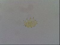 Testechiniscus laterculus image