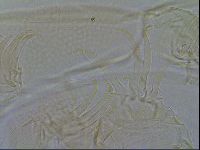 Testechiniscus laterculus image
