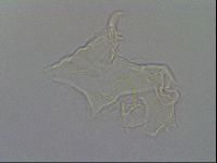 Testechiniscus laterculus image