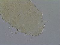 Testechiniscus laterculus image