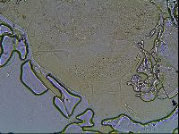 Testechiniscus laterculus image