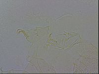 Testechiniscus laterculus image