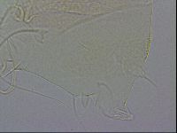 Echiniscus wendti image