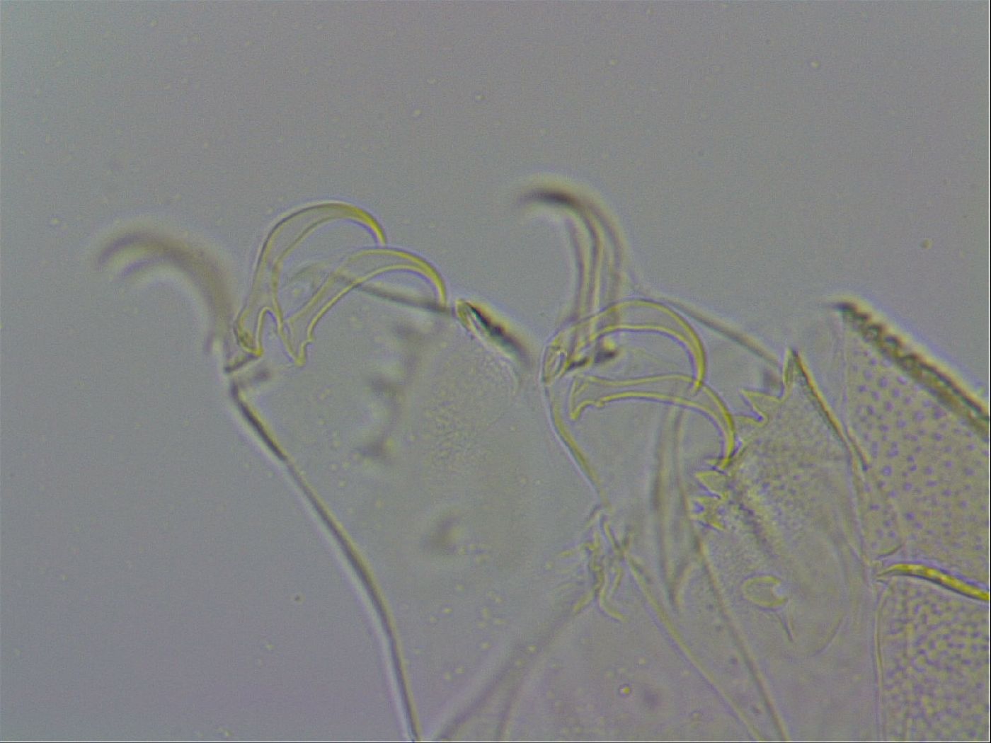 Echiniscus wendti image