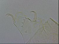 Echiniscus wendti image