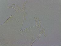 Echiniscus wendti image