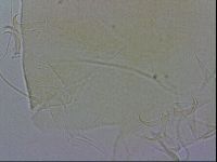 Echiniscus wendti image