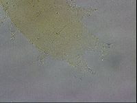 Echiniscus wendti image