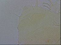 Echiniscus wendti image