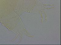 Echiniscus wendti image