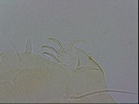 Echiniscus wendti image
