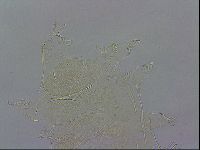 Echiniscus wendti image