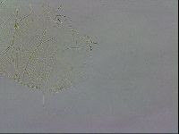 Echiniscus wendti image