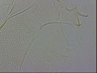 Echiniscus wendti image