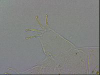 Echiniscus wendti image