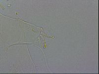 Echiniscus wendti image