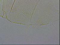 Echiniscus wendti image
