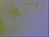 Echiniscus wendti image