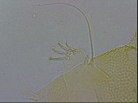 Echiniscus wendti image